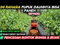 Download Lagu 🔴 SO THAT THE FRUIT RIPS QUICKLY, GROWS QUICKLY \u0026 PREVENTS FALLING OUT USE THIS FERTILIZER COMBIN...