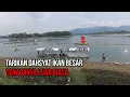 Download Lagu Merinding Tangan sampe gemetar || di tarik IKAN BESAR tenaganya  luar biasa