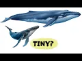 Amazing Facts About Humpback Whales You Didn t Know