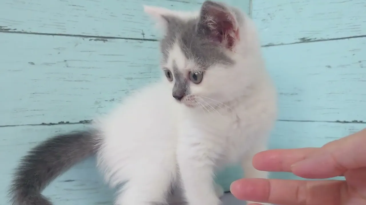 動画