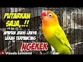 Download Lagu PUTARKAN SAJA, SEMUA LOVEBIRD Bakalan Terpancing NGEKEK, Suara Lovebird GACOR Ngekek Panjang