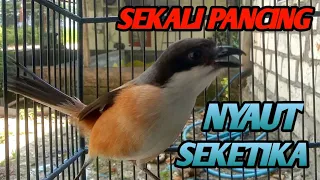 suara cendet gacor ampuh buat pancingan cendet bakalan