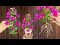 Download Lagu Just Rice! Bougainvillea Branch Suddenly Roots Like Crazy Overnight