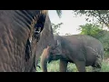 Download Lagu Maia Finds Bambi
