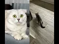 Download Lagu The kitten loves playing with a paper ball🤭 #cat #funny #pets #cute #cats #kitten #duet