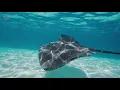 10 Hours of Sleep Music w/ Whales Sound & Thunder Sounds for Sleep, Relax, Insomnia, Spa