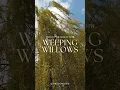 Download Lagu Sway To The Beauty: Weeping Willows💚  #garden #texasgardeners #texasgardener #gardenplants