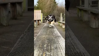 Adorable Owl Running 