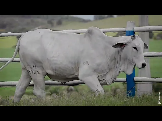 Novilha Nelore SGN - 2742