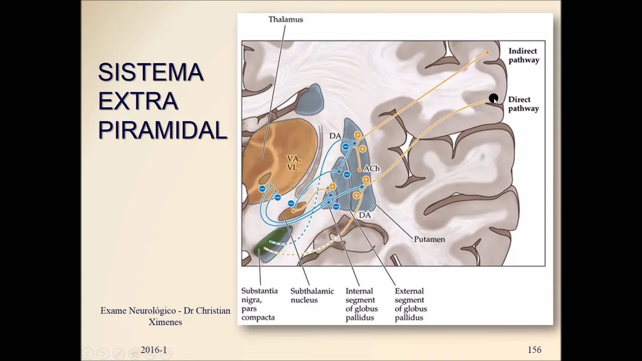 Força Muscular - Semiologia Neurológica