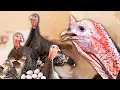 Download Lagu Endangered turkeys. Breeding, care, and traditional cooking of this unique breed