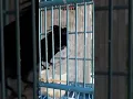 Cara perawatan burung awar awar agar gacor kudangan