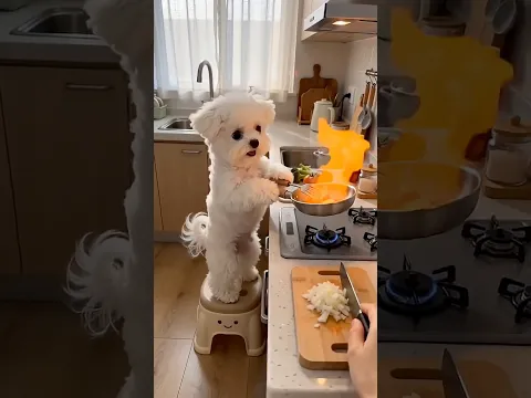 The child has grown up and can cook for his mother#Cute Pet Debut Plan. #Bichon