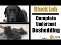 Black Lab Full Undercoat Deshedding Tutorial