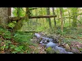 Gentle mountain stream without birds 10 hours for relaxation study and sleep