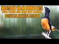 Download Lagu PANCINGAN WAJIB MURAI BATU PAGI HARI BONGKAR MATERI MEWAH COCOK BUAT MURAI BATU PASTOL JADI GACOR