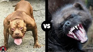 PITBULL VS WOLVERINE - What If They Would Fight