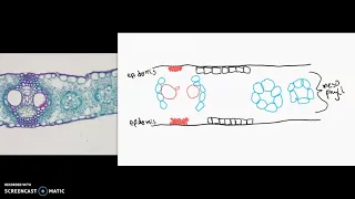 monocot leaf cross section zea mays