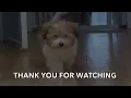 Bringing home our Coton De Tulear puppy