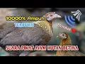 Download Lagu SUARA PIKAT AYAM HUTAN BETINA BIRAHI | MEMANGGIL AYAM JANTAN | KASINTU | 1000%TERBUKTI DAPAT AMPUH