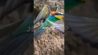 صوت الورور Super Extra Birds Nature Animals طيور لبنان الجزائر المغرب تونس مصر ليبيا 