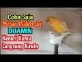 Download Lagu Dengar Video Ini Kenari Manapun Di jamin Langsung Naik Birahi Dan Minta Kawin #canarisinging