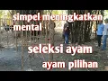 Lagu Meningkatkan mental ayam pelung secara efisien dan seleksi kokok ayam pelung