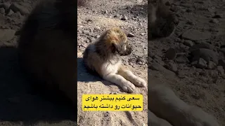مادرشون از ترس بچه ها شو رو برده تو بیابون چه خوبه که بیشتر حواسمون به دیگر مخلوقات خدا هم باشه 