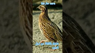 Common Quail Sound صوت الفري او السمان للصيد  Common Quail Sound صوت الفري او السمان للصيد