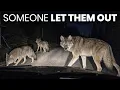 The Coyotes in the Northeast Were Released on Purpose And Nobody Will Admit Why