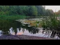 Peaceful Birdsong by the Water | Relaxing Nature Sounds