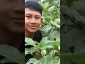 Download Lagu Mursid Makan Buah Kecubung #shorts #tiktok #mursid #trending #kecubung