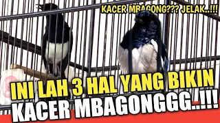 Download KACER LANGSUNG MBAGONG DENGER SUARA KACER LAIN | 3 PENYEBAB KACER MBAGONG | Mbagong Channel MP3