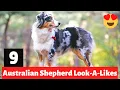 9 Dogs that Look Like Australian Shepherds Looks And Traits
