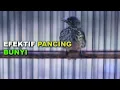Download Lagu PALING EFEKTIF PANCING BUNYI BURUNG CUCAK RAWIS/CAK BAYEM ANDA