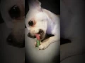 ORAVET Chew Dog barre a macher Zoomalia
