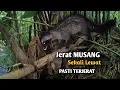 Begini Cara membuat Jerat Musang atau Tikus pasti berhasil