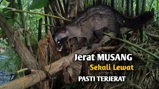 begini cara membuat jerat musang atau tikus pasti berhasil