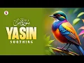 Download Lagu Beautiful surah recitation | Surah Yaseen | Mishary Rashid
