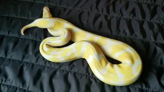 Albino Ball python het pied