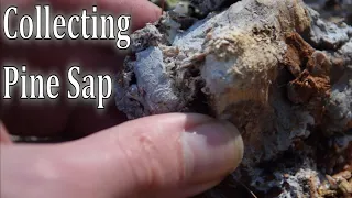Finding and Collecting Pine Sap The EASY Way