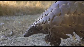 Daniel Deuschle Wild Is Life Official 