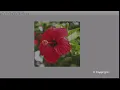 RGB Color detection using MATLAB