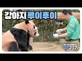 Download Lagu 루이후이, 강아지 처럼 얌전히 앉아 간식 기다려요