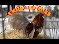 280 Aztec Kikirikis in one place Calzonazo at Expo Tepatitlan 2023