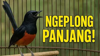 pancingan murai batu gacor dijamin ngeplong panjang