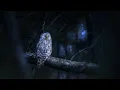 Download Lagu (10 HOURS) Beautiful Haunting Owl Calls - Owl Sound Effects, Hoots to Relax and Sleep (Scare Birds!)