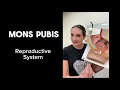 Reproductive System Mons Pubis