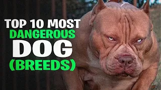 top 10 most dangerous dog breeds in the world