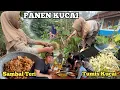 Download Lagu KEHIDUPANKU DIDESA‼️PANEN KUCAI DIPEKARANGAN,TUMIS KUCAI, SAMBAL TERI